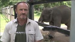 Giant prosthetics for injured elephant News Clip