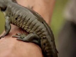 A salamander walking in someone's hands Stock Footage