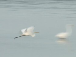 Water birds in the ocean 6  60i Stock Footage