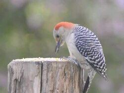 CU Shot of female red-bellied woodpecker (Centurus carolinus) eating seeds on top of a stum / Valparaiso, Indiana, United States Stock Footage