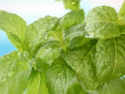 fresh mint Stock Footage