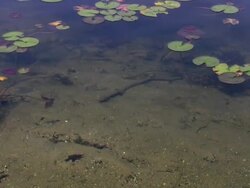 Lake, pond, clean water.  Swimming fishes. Stock Footage