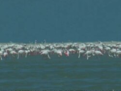 Greater Flamingoes (Phoenicopterus roseus) in colony, South India Stock Footage