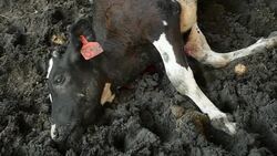 CLEAN : Mortar shells hit an Israeli Kibbutz on the Gaza border News Clip