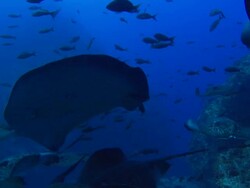 Marbles Rays, Costa Rica, Pacific Ocean Stock Footage