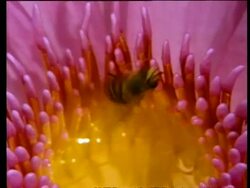 CU Hoverfly falls in to poisonous liquid of African water lily Stock Footage