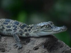 Manual at Crocodile Stock Footage