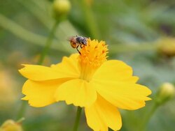 Bee on flower Stock Footage
