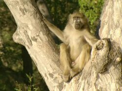 MS Chacma baboons active in tree / Okavango Delta, North West District, Botswana Stock Footage