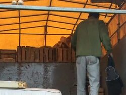 CLEAN: Hurricane Gustav tears through western Cuba News Clip