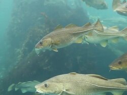 Alseund, the aquarium Stock Footage