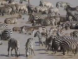 Zebra drinking Stock Footage