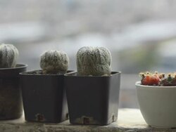 panning :behind many types of cactus is on the edge Stock Footage