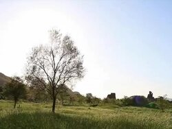 HD: Backlit Tree in Morning Mist on Meadow at Sunrise Stock Footage