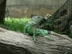 Big iguana close-up Stock Footage