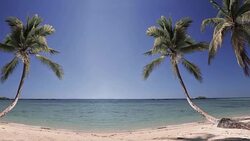 Palm tree on beach overlooking ocean Stock Footage