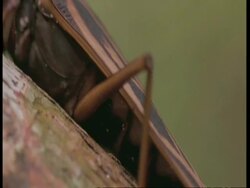 CU Tilt up across body of beetle, Amazon Stock Footage