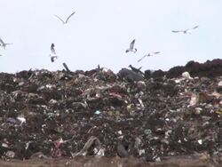 Landfill, County Dump Stock Footage