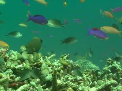 Reef, with lots of colourful small fish above coral, close up. Borneo, Malaysia, Southeast Asia Stock Footage