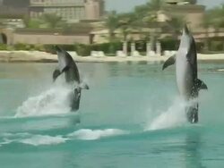Dolphin Dubai United Arab Emirates Stock Footage
