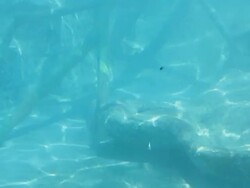 under water fish marine sealife diving animal Stock Footage