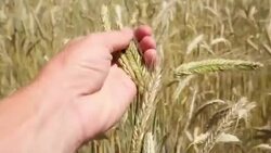 Farmer checking cereal Stock Footage
