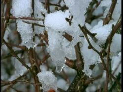 CU snow covered twigs, Abruzzi, Italy Stock Footage