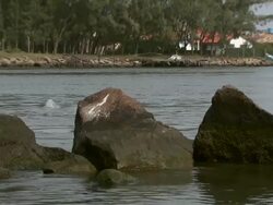 Two dolphins breaching behind rocks, Laguna, Brazil [Brasil] Stock Footage