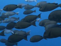 School of Pale Surgeonfish (Acanthurus mata) swimming in blue ocean, profile, CU, Vaavu Atoll, The Maldives Stock Footage
