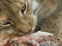 Lynx who eats meat Stock Footage