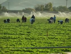 MS Shot of farmworkers picking fruit in field in front of sprinkler / Oxnard, California, United States Stock Footage