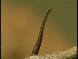 CU leech moving along thorny branch, Western Ghats, India Stock Footage