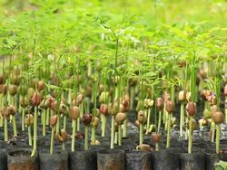 Seedlings Stock Footage