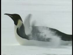 MCU Emperor penguin waddling across ice, then falling onto belly and propelling itself along, stands and calls, Antarctica Stock Footage