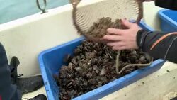 VOICED : Crimean oysters aim for Russian palates News Clip