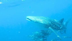 A four meter baby Whale Shark (Rhincodon types) approaches the camera, mouth open. The location is the Andaman Sea, Krabi, Thailand. This is a classic display of primal instinctive animal behavior. Filter feeding Plankton that ensures their survival. Stock Footage