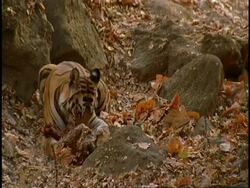 Royal Bengal Tiger (Panthera tigris tigris) chewing carcass, Bandhavgarh National Park, India Stock Footage