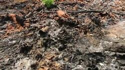 Trees do not give up on fate. Growing up in ashes. Stock Footage