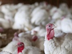 Turkeys Raised On California Farm Stock Footage