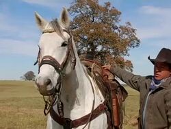 Cowboy Confidence 1 Stock Footage