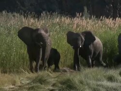 Desert Elephants (Loxodonta africana) group with young, Ugab River Basin, Namibia: desert-dwelling population of African Bush Elephant though not distinct subspecies Stock Footage
