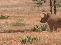 White rhino (Ceratotherium simum) calf and adult running, Kenya Stock Footage