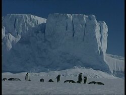WA Emperor penguin colony standing on ice in sun, ice cliff in background, Antarctica Stock Footage