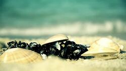 Seashells Stock Footage