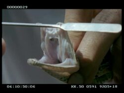 CU Puff adder's functional fangs, secondary fangs & extension of epiglottis- displayed by Keeper Stock Footage
