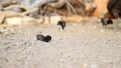 Hens are brought chick ferret food. Stock Footage