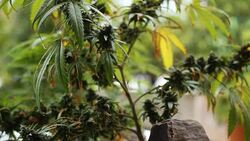 marijuana weed field Stock Footage