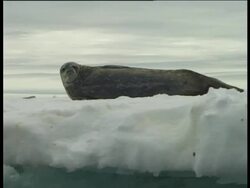 Weddell Seal (Leptonychotes weddellii) looking up, Paulet Island, Antarctic Peninsula, Antarctica Stock Footage