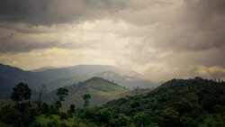 Rainforest Stock Footage