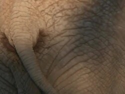 Desert Elephant (Loxodonta africana) tail close up, Ugab River Basin, Namibia: desert-dwelling population of African Bush Elephant though not distinct subspecies Stock Footage